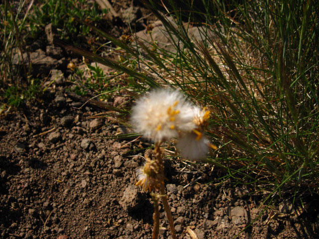 Fuzzy Flower on Sonora Peak.